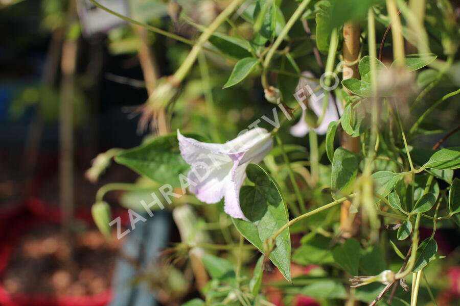 Plamének 'Fairy Slippers' - Clematis 'Fairy Slippers'