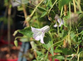Plamének 'Fairy Slippers' - Clematis 'Fairy Slippers'