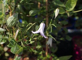 Plamének 'Fairy Slippers' - Clematis 'Fairy Slippers'