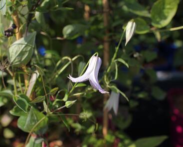 Plamének 'Fairy Slippers'