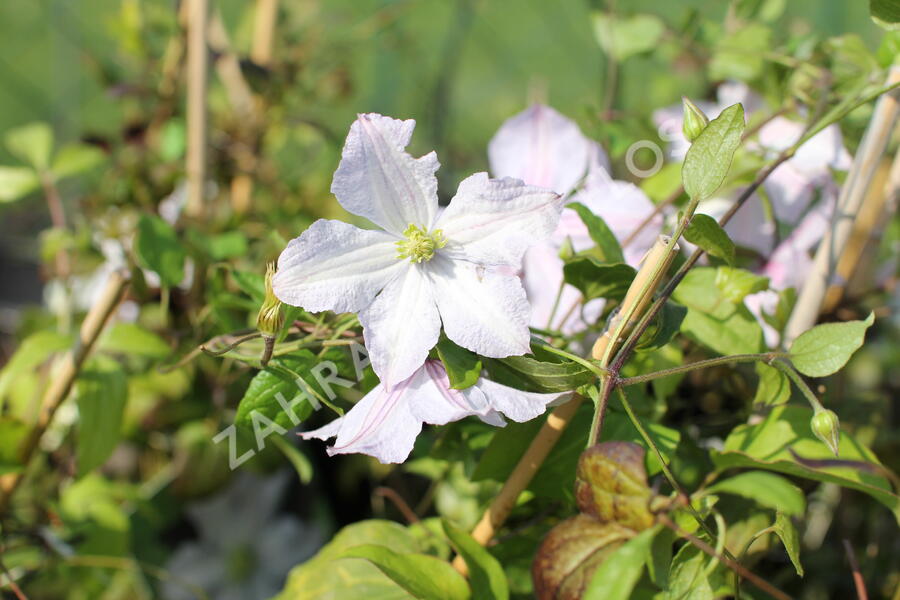 Plamének vlašský 'White Prince Charles' - Clematis viticella 'White Prince Charles'
