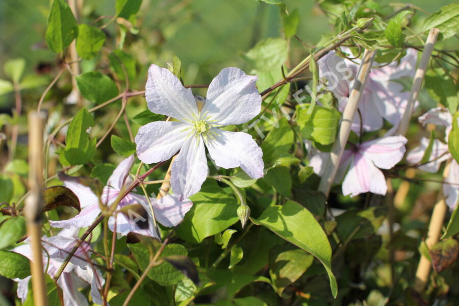 Plamének vlašský 'White Prince Charles' - Clematis viticella 'White Prince Charles'
