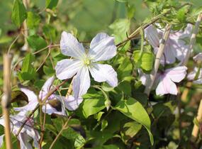 Plamének vlašský 'White Prince Charles' - Clematis viticella 'White Prince Charles'