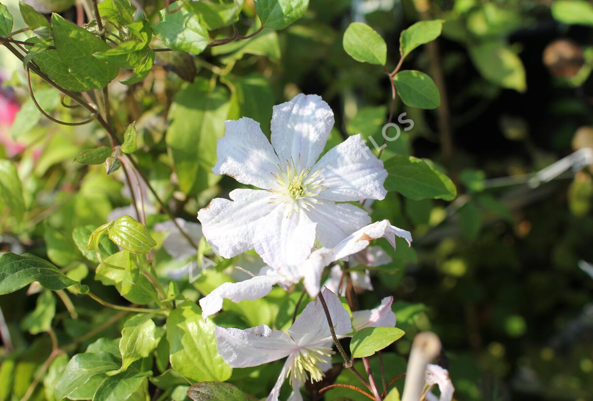 Plamének vlašský 'White Prince Charles' - Clematis viticella 'White Prince Charles'