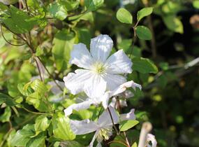 Plamének vlašský 'White Prince Charles' - Clematis viticella 'White Prince Charles'