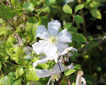 Plamének vlašský 'White Prince Charles'