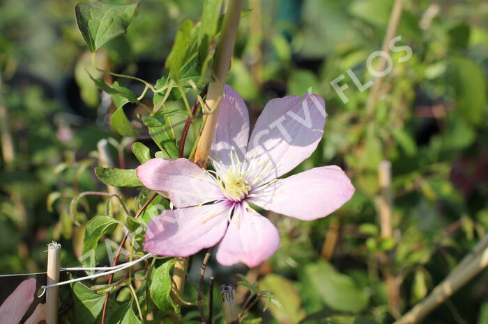 Plamének 'Ai-Nor' - Clematis 'Ai-Nor'