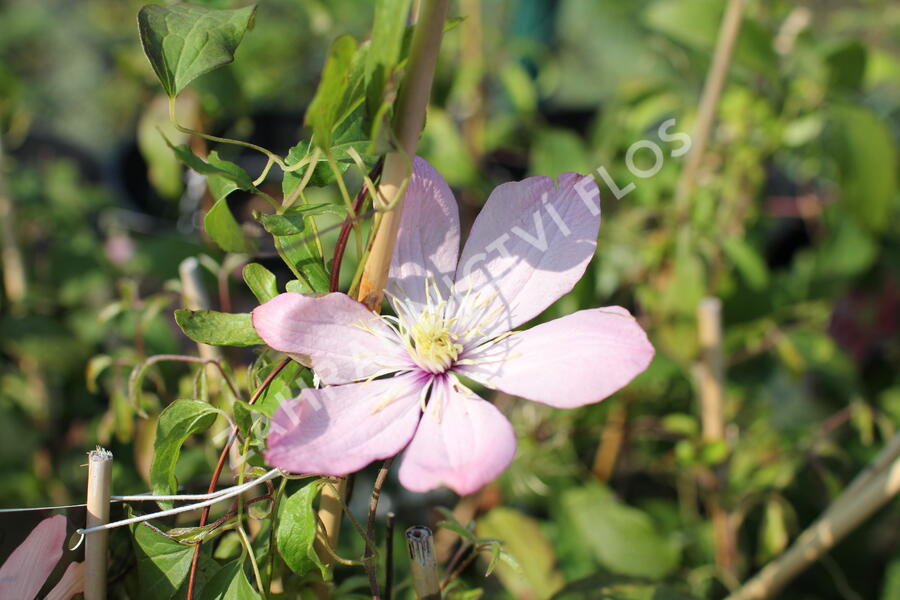 Plamének 'Ai-Nor' - Clematis 'Ai-Nor'