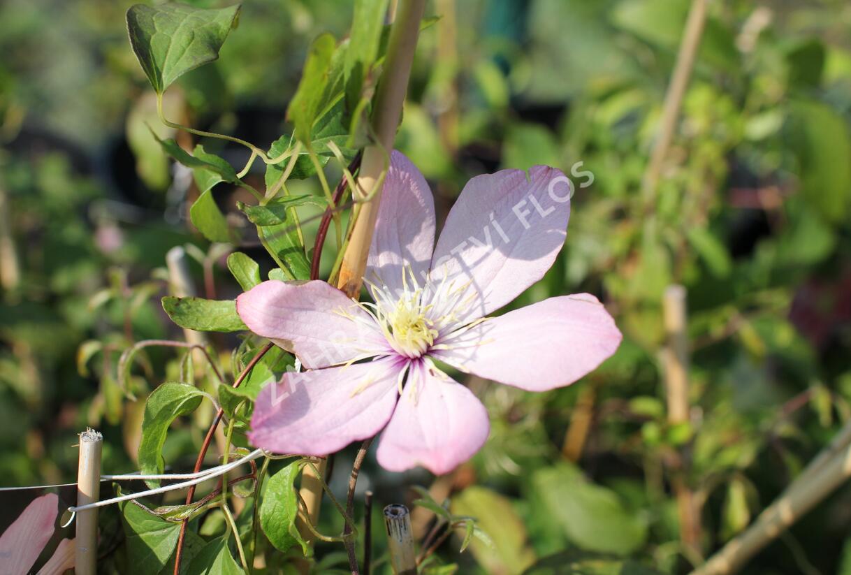 Plamének 'Ai-Nor' - Clematis 'Ai-Nor'