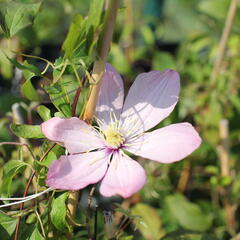Plamének 'Ai-Nor' - Clematis 'Ai-Nor'