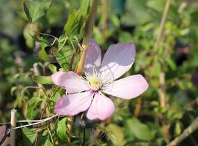 Plamének 'Ai-Nor' - Clematis 'Ai-Nor'