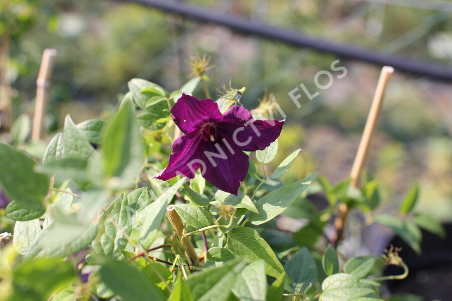 Plamének vlašský 'Polish Spirit' - Clematis viticella 'Polish Spirit'