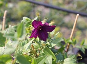 Plamének vlašský 'Polish Spirit' - Clematis viticella 'Polish Spirit'