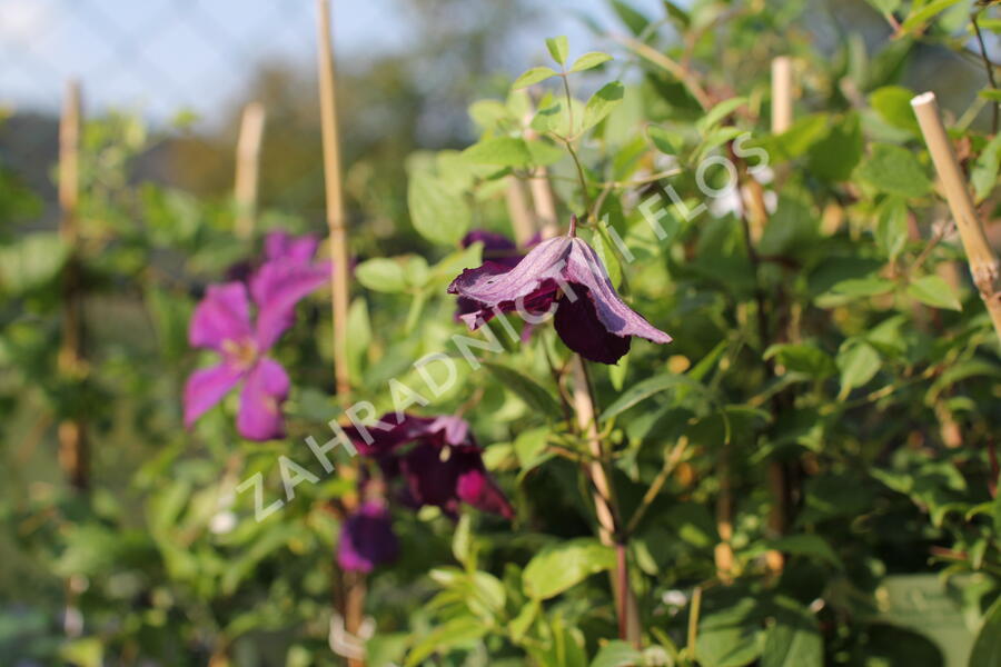 Plamének vlašský 'Polish Spirit' - Clematis viticella 'Polish Spirit'