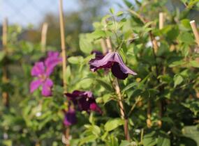 Plamének vlašský 'Polish Spirit' - Clematis viticella 'Polish Spirit'