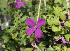 Plamének vlašský 'Polish Spirit' - Clematis viticella 'Polish Spirit'
