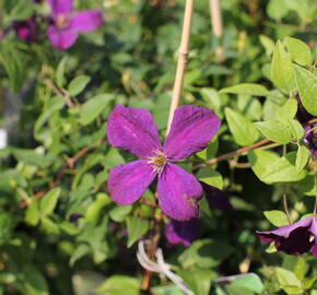 Plamének vlašský 'Polish Spirit' - Clematis viticella 'Polish Spirit'