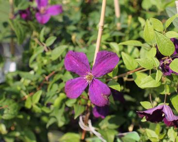 Plamének vlašský 'Polish Spirit'