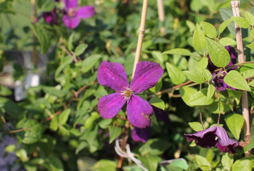 Plamének vlašský 'Polish Spirit' - Clematis viticella 'Polish Spirit'