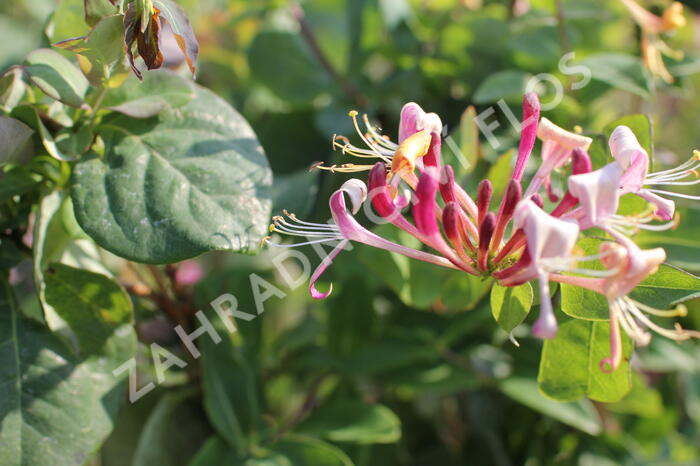 Zimolez ovíjivý 'Belgica' - Lonicera periclymenum 'Belgica'
