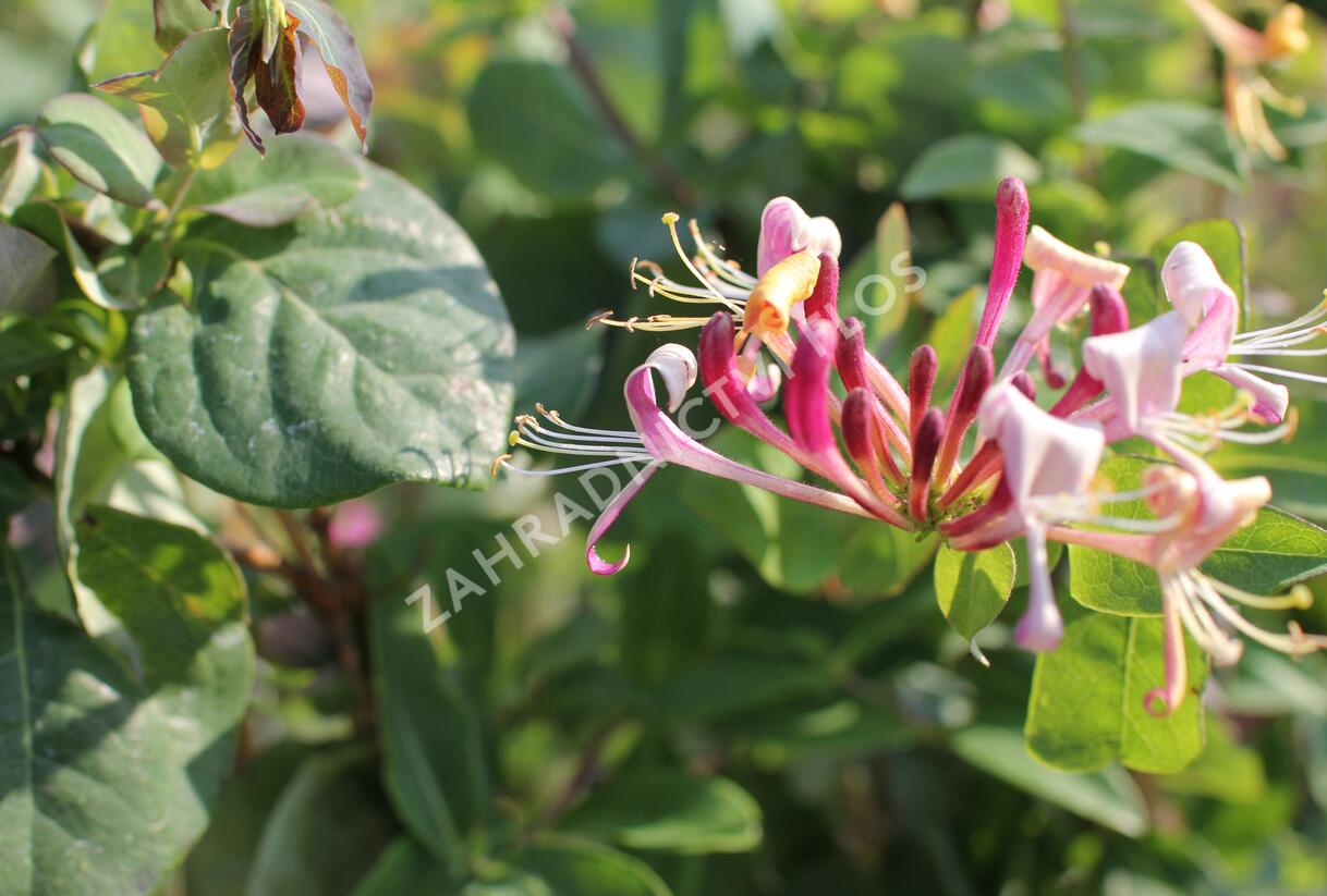 Zimolez ovíjivý 'Belgica' - Lonicera periclymenum 'Belgica'