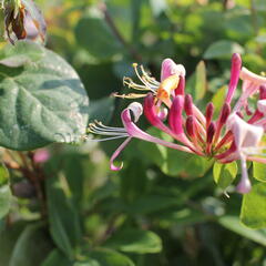 Zimolez ovíjivý 'Belgica' - Lonicera periclymenum 'Belgica'