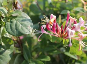 Zimolez ovíjivý 'Belgica' - Lonicera periclymenum 'Belgica'