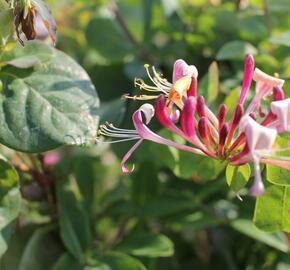 Zimolez ovíjivý 'Belgica' - Lonicera periclymenum 'Belgica'