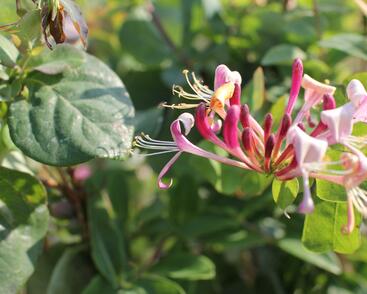 Zimolez ovíjivý 'Belgica'