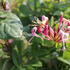 Lonicera periclymenum 'Belgica'.JPG