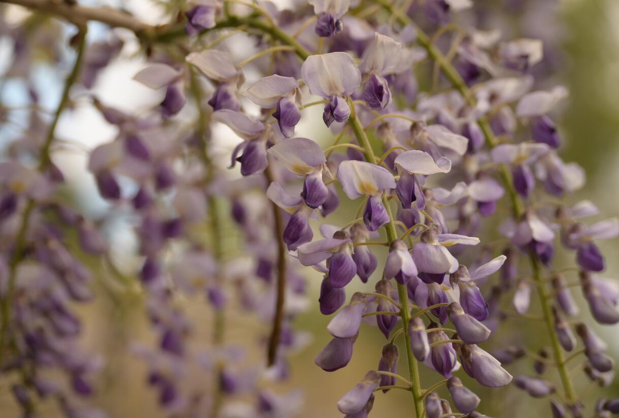 Vistárie čínská - Wisteria sinensis