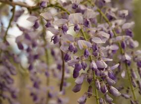 Vistárie čínská - Wisteria sinensis