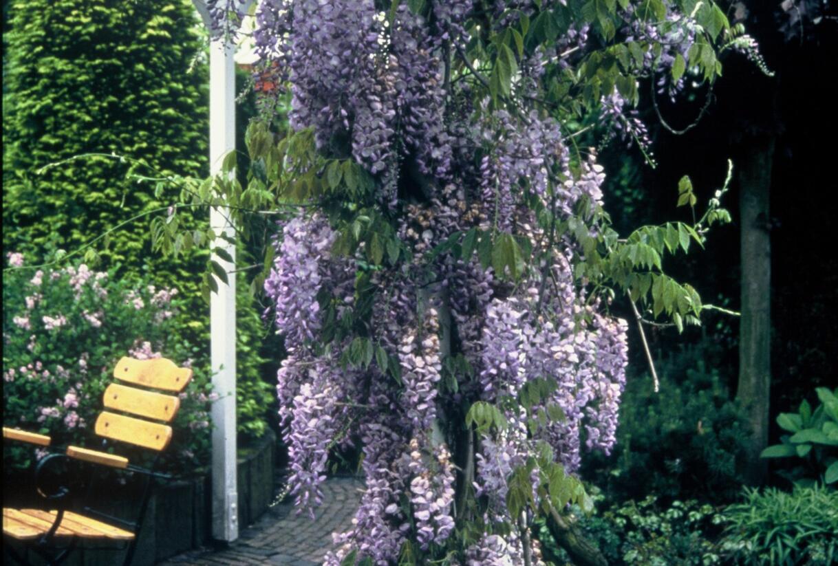 Vistárie čínská - Wisteria sinensis