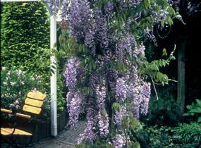 Vistárie čínská - Wisteria sinensis