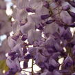 Vistárie čínská 'Caroline' - Wisteria sinensis 'Caroline'