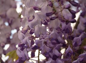 Vistárie čínská 'Caroline' - Wisteria sinensis 'Caroline'