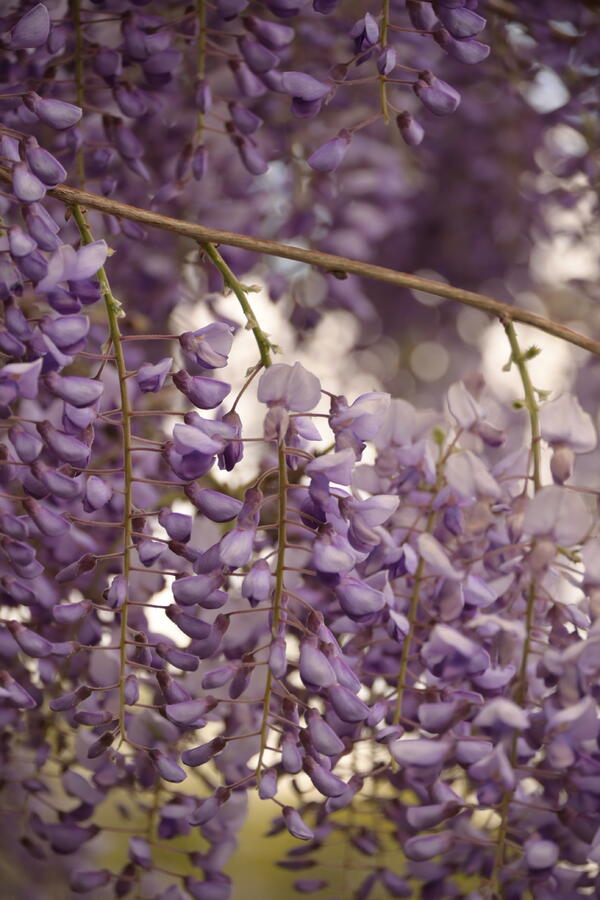 Vistárie čínská 'Caroline' - Wisteria sinensis 'Caroline'