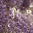 Vistárie čínská 'Caroline' - Wisteria sinensis 'Caroline'