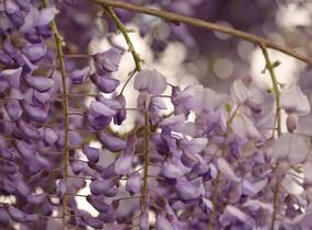 Vistárie čínská 'Caroline' - Wisteria sinensis 'Caroline'