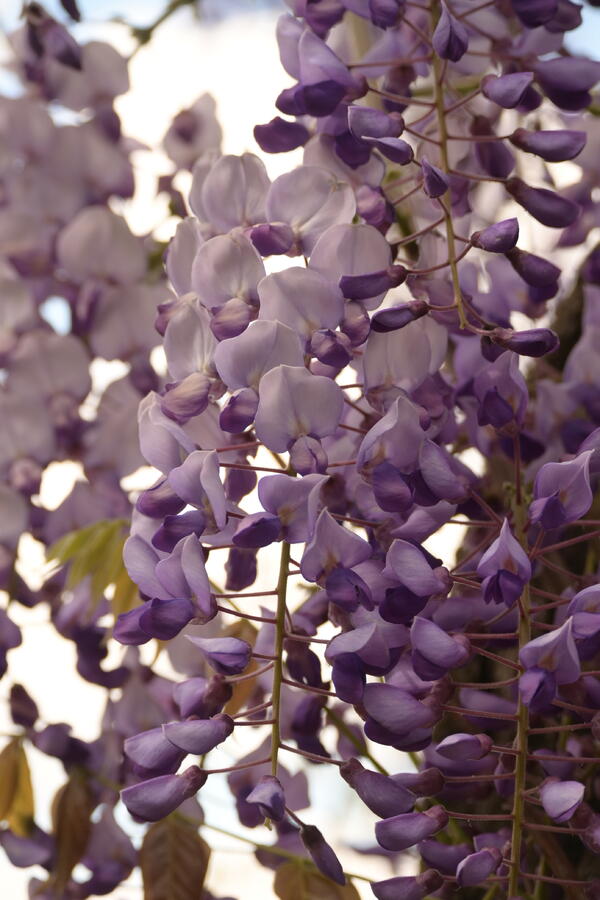 Vistárie čínská 'Caroline' - Wisteria sinensis 'Caroline'