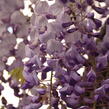 Vistárie čínská 'Caroline' - Wisteria sinensis 'Caroline'