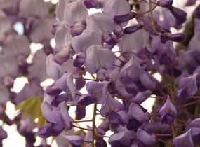 Vistárie čínská 'Caroline' - Wisteria sinensis 'Caroline'