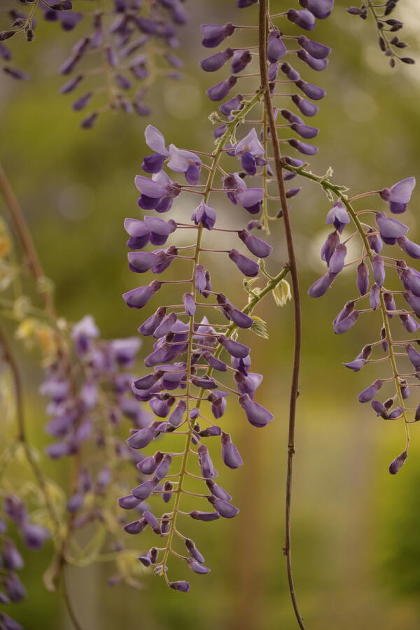Vistárie čínská 'Caroline' - Wisteria sinensis 'Caroline'