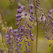Vistárie čínská 'Caroline' - Wisteria sinensis 'Caroline'