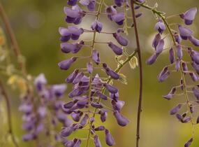 Vistárie čínská 'Caroline' - Wisteria sinensis 'Caroline'