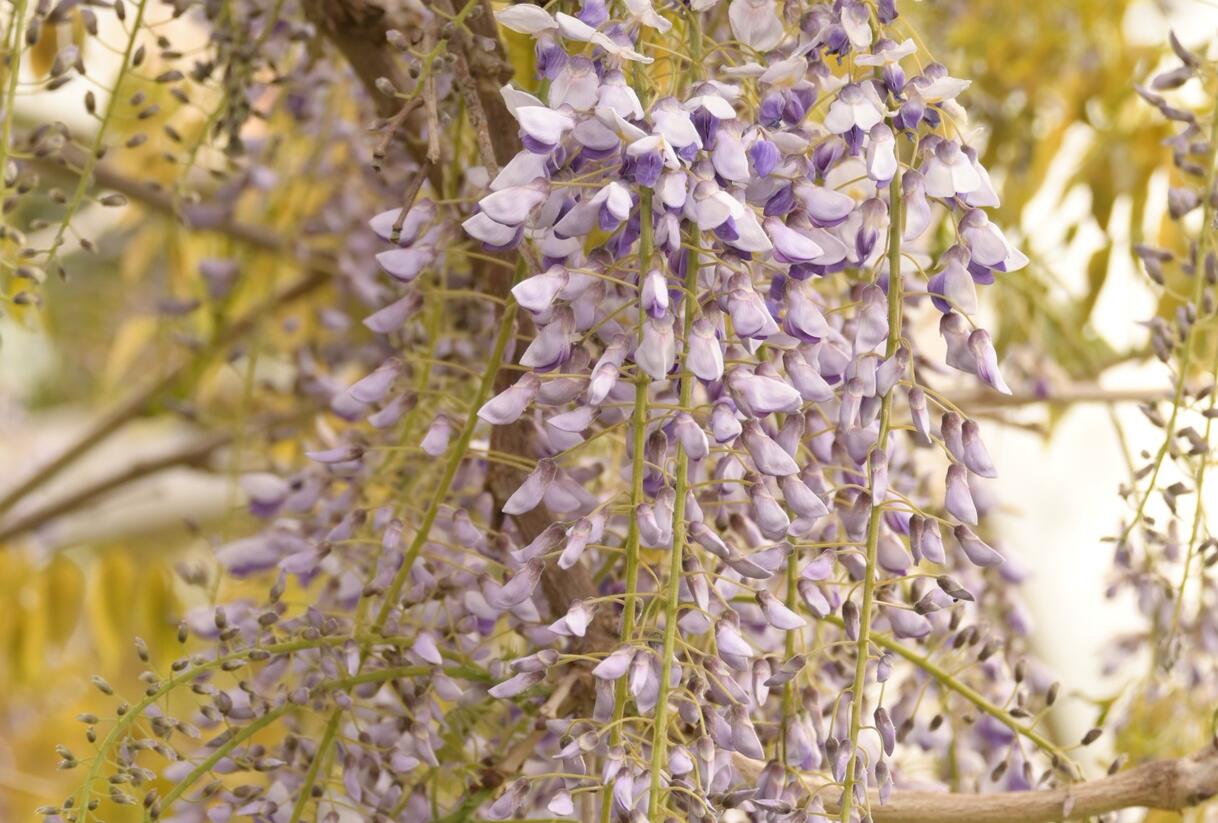 Vistárie čínská 'Prolific' - Wisteria sinensis 'Prolific'
