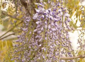 Vistárie čínská 'Prolific' - Wisteria sinensis 'Prolific'