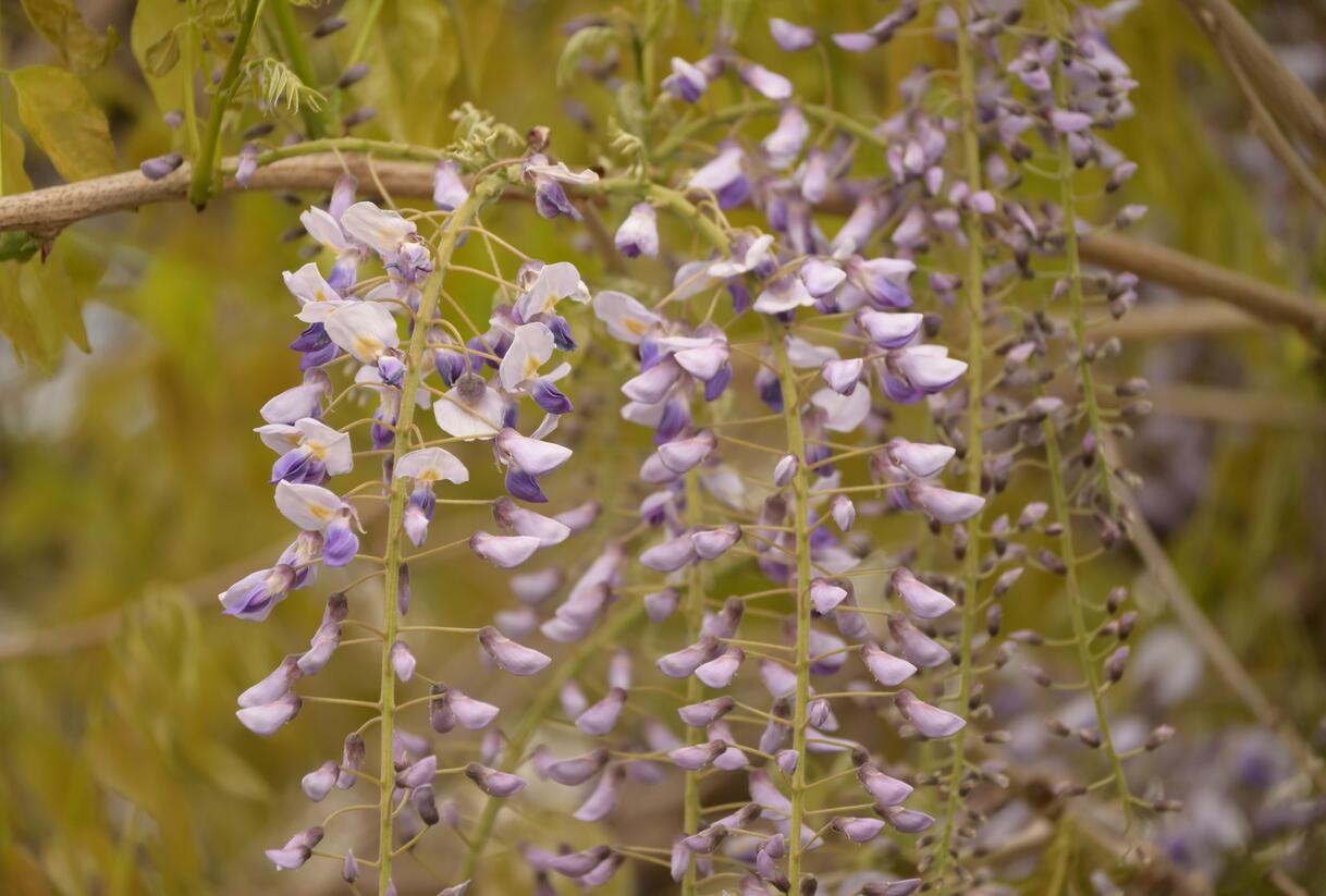 Vistárie čínská 'Prolific' - Wisteria sinensis 'Prolific'