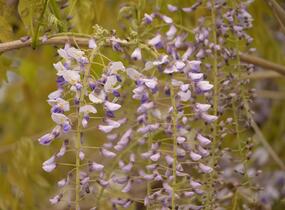 Vistárie čínská 'Prolific' - Wisteria sinensis 'Prolific'