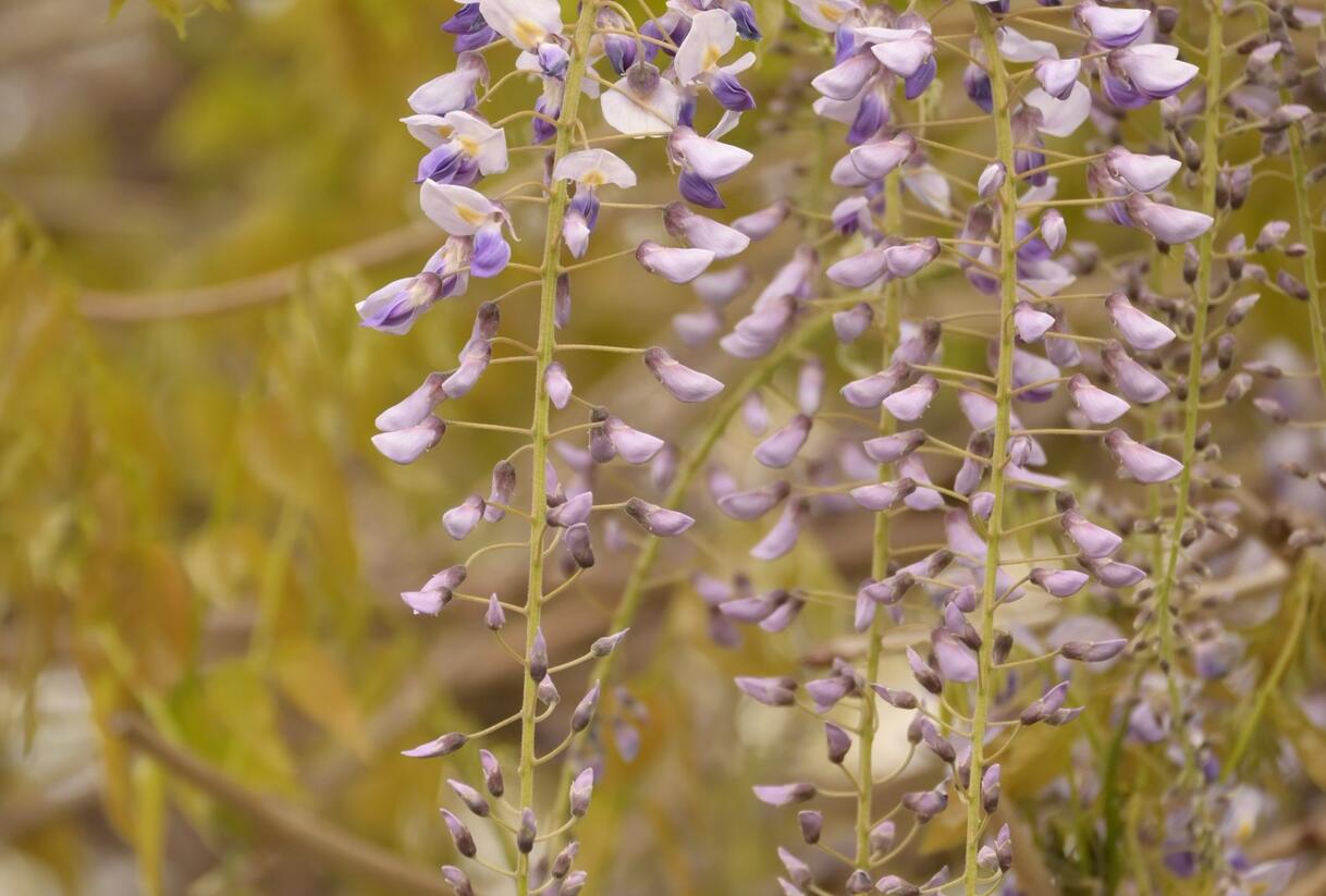 Vistárie čínská 'Prolific' - Wisteria sinensis 'Prolific'